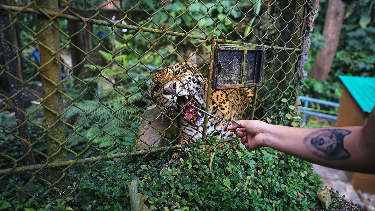 A Jaguar (Panthera onca) rescued for animal trafficking is seen at Santa Cruz Foundation in San Antonio, Cundinamarca, Colombia.